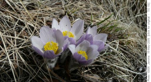 Crocus