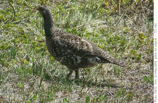 spruce grouse on Mesa Butte
