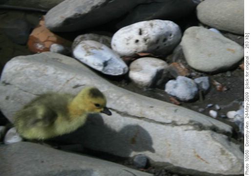Frightened gosling at river edge