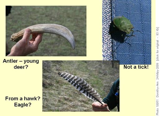 Some reminders of wild life