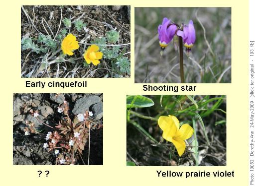 Some of the many flowers found on the hillsides