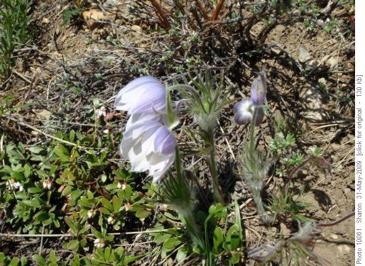 The Crocus are Still Blooming