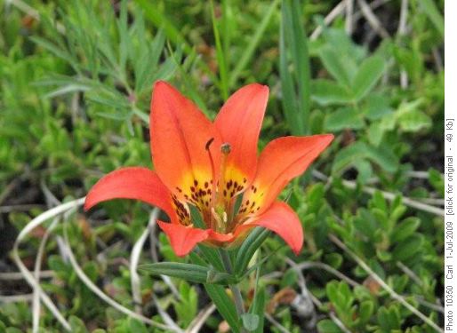 First wood lily of the season