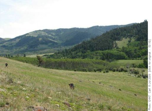 Beaverdam Creek valley