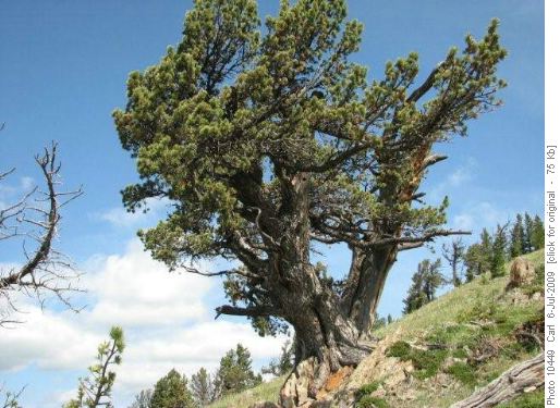 Ancient limber pine on Beaverdam Ridge