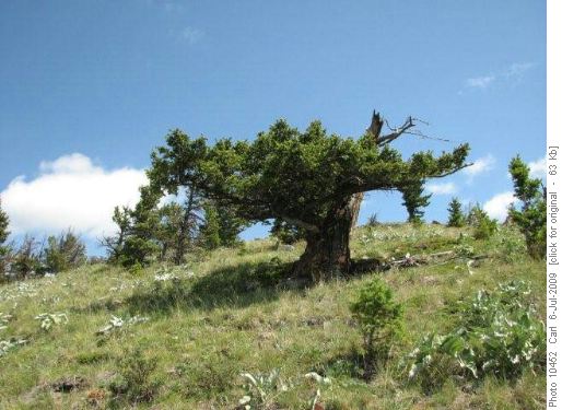 Bonzai Douglas Fir on Beaverdam Ridge