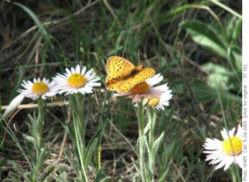 Butterfly on Beaverdam Ridge