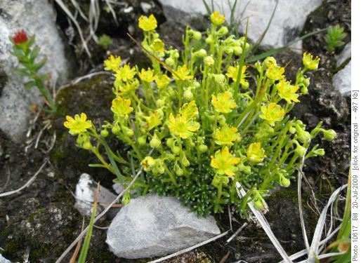Yellow Saxifrage Yellow Saxifrage