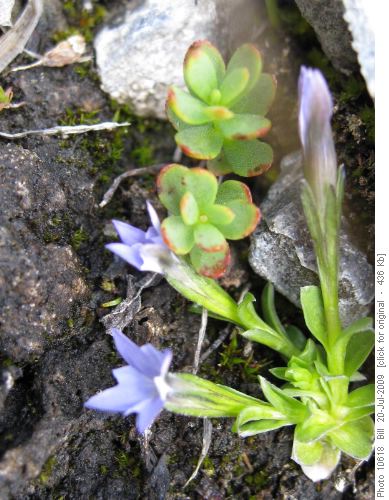 Moss Gentian Moss Gentian