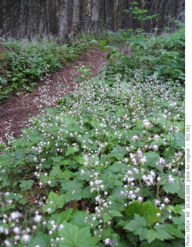 Carpets of Foamflower Carpets of Foamflower