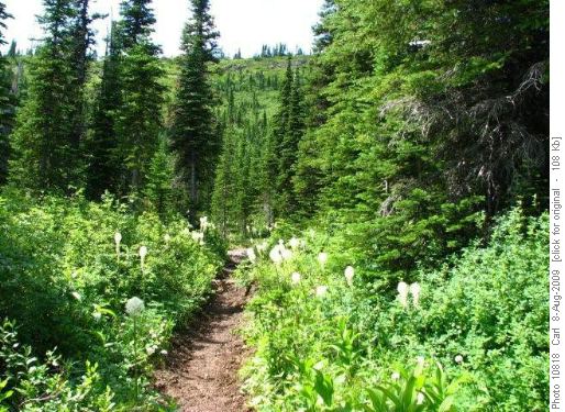 Lush west slope foliage at Devil Creek