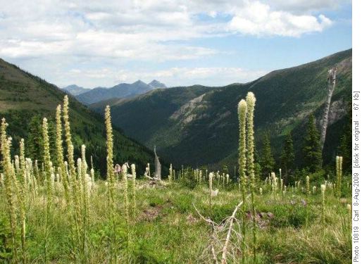 Bear grass above Devil Creek