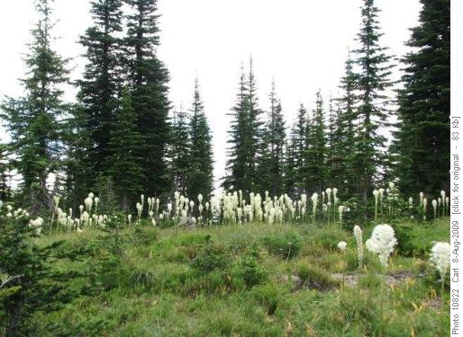 Bear grass in the subalpine