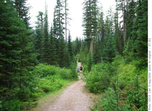 Lush subalpine forest in Mission Mountains