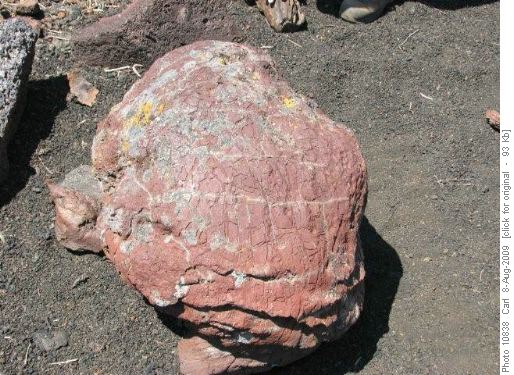 Lava "bomb" at Broken Top cone