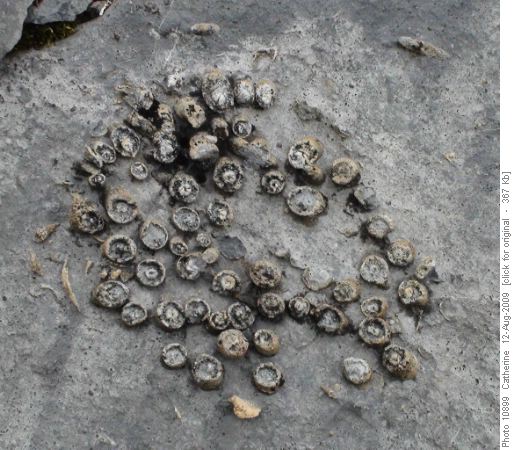 great sample of fossils