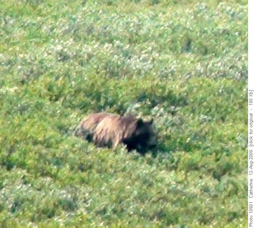Grizzly Bear at Chester Lake