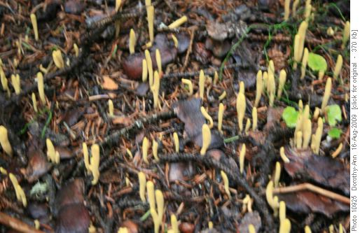 What are these? Fungus?