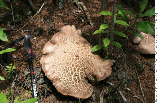 Another fungus - very large