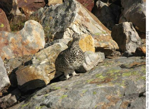 "Mother Ptarmigan" from one of the 2 families we saw
