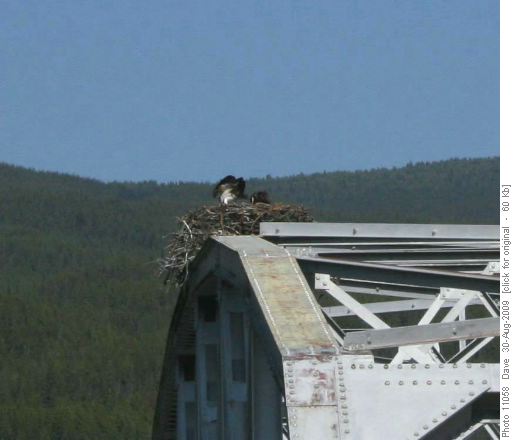 Osprey nest and 2 juveniles on Bow River Bridge