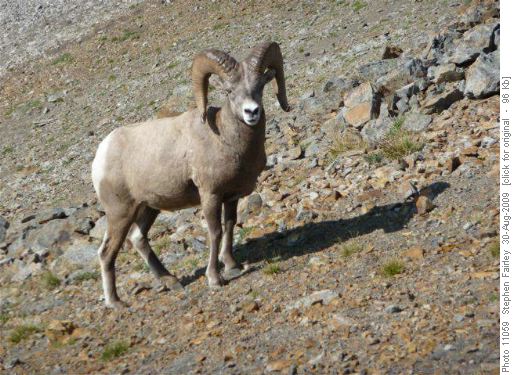 A Ram with Attitude