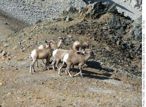 The Gathering of the Rams