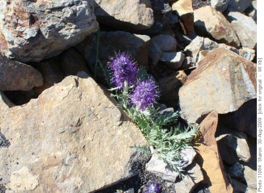 Scorpion Weed