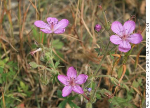 Still a few flowers