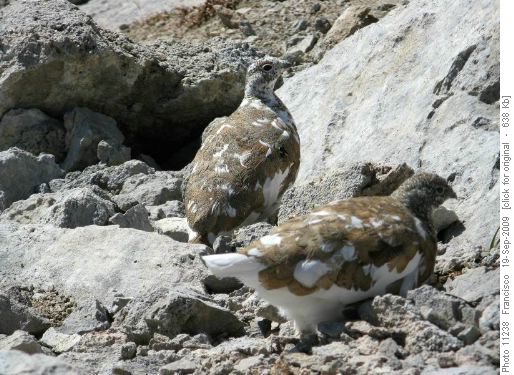 Ptarmigans in the rocks