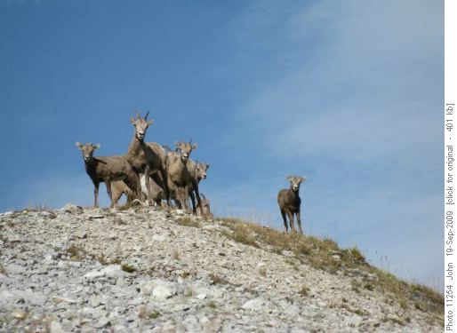 Relaxing at the col below Mount Storelk we are visited ......