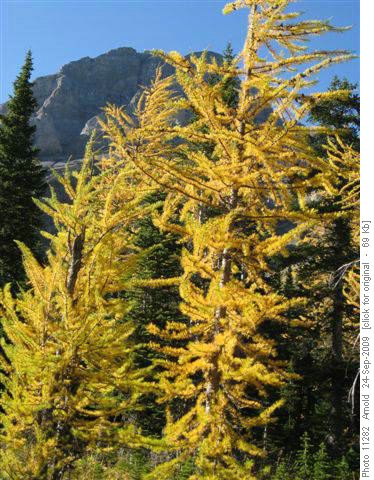 Larch Near Bourgeau Lake