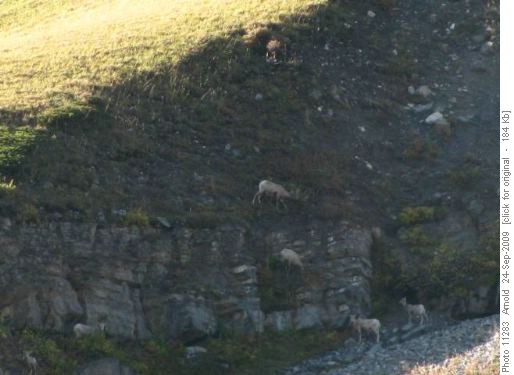 Bighorn Sheep - Photo Courtesy Of Adrian