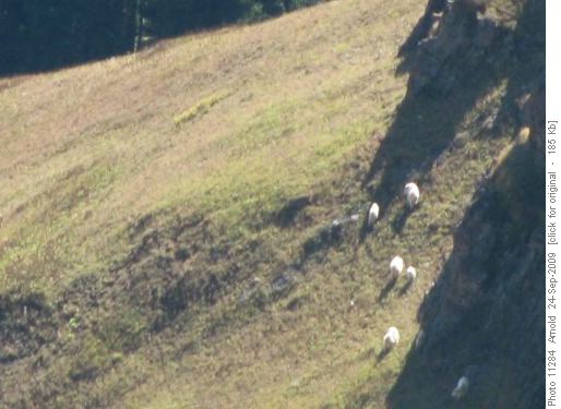 Mountain Goats - Photo Courtesy Of Adrian