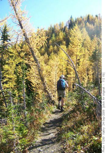 Ginger heading into the larches