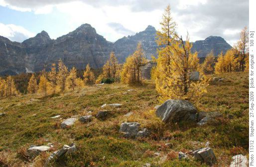 The Golden Larches