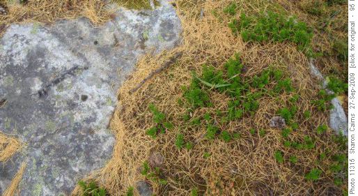 Fallen Needles