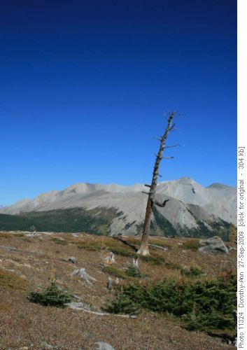 The 'beacon' dead tree