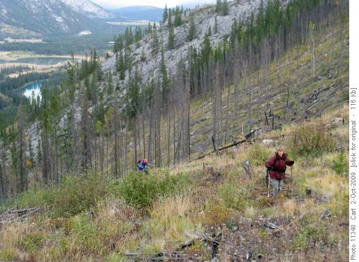 Climbing an older prescribed burn site on the flank of Sulfur Mtn Climbing an older prescribed burn site on the flank of Sulfur Mtn