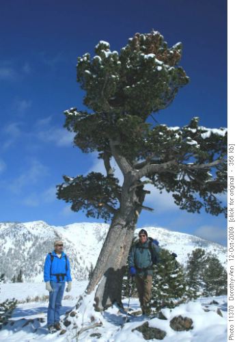 Francisco & Brian and the famous Boundary Pine