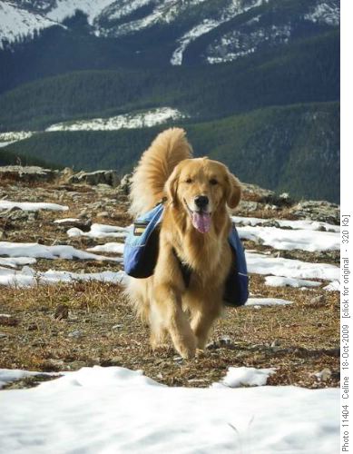 Tashi on Cox Hill ridge