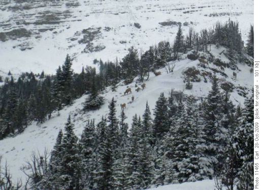 Big horn sheep flock