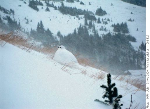 This ptarmigan seemed much more comfortable in blowing snow than we were!