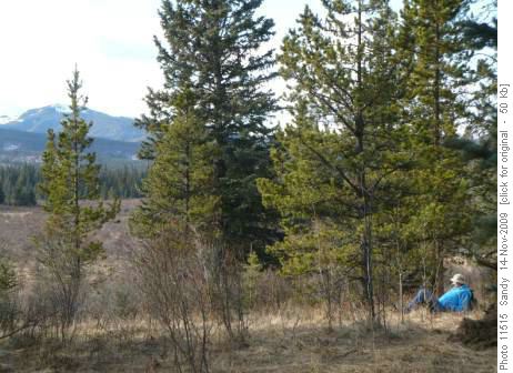 Jumpingpound loop