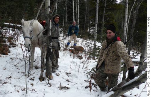 Hunters and horse dragging their Elk kill to the road