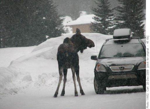Moose eyeing salty snack (car)