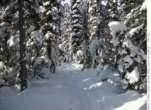 Paradise Valley trail