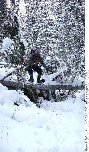 Tree Jumper
