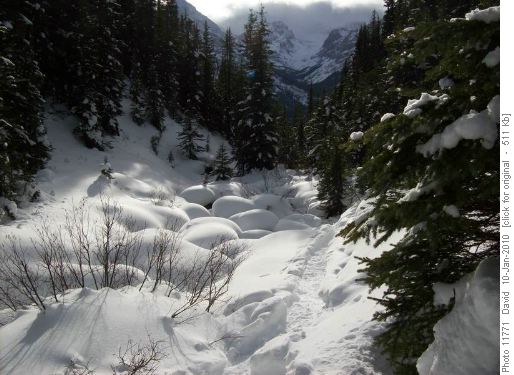 Trail following the creek