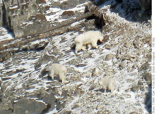 Mama, Papa and Baby goats (taken from the Goat Creek parking lot!) Mama, Papa and Baby goats (taken from the Goat Creek parking lot!)